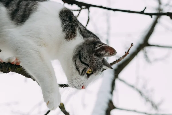 Vacker Tamkatt Klättra Trädet Täckt Snö Och Balansera Tunn Gren — Stockfoto