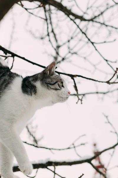 Pod Stromem Záběry Krásné Domácí Kočky Balancující Vysokých Větvích Pokrytých — Stock fotografie