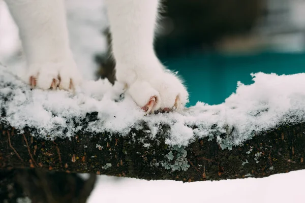 冬の新雪に覆われた滑りやすい枝の上で 国内猫は巧みにバランスをとっています 撃たれた — ストック写真