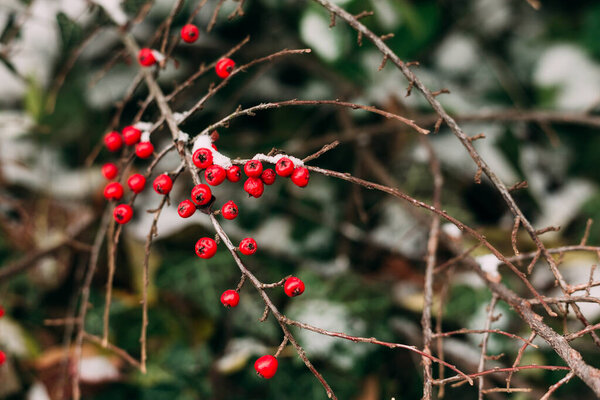 Холли Берри филиал полный красных ягод в окружении снега. 
