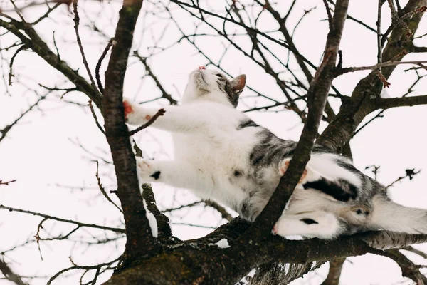 Sous Cliché Arbre Beau Chat Domestique Balançant Sur Hautes Branches — Photo