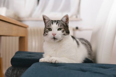 Güzel evcil kedi sandalyede dinleniyor ve tuhaf bir şekilde bir şeye bakıyor. 