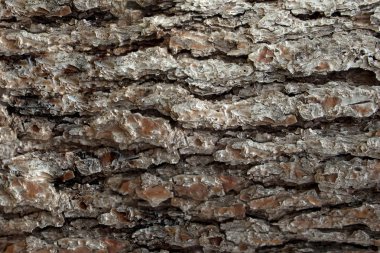 Çam kabuğu yüzeyler doku 4