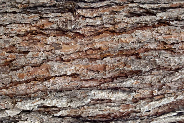 Pine Bark Surfaces Texture 5 — Stock Photo, Image