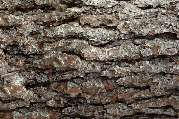 Pine Bark Surfaces Texture 4 — Stock Photo, Image