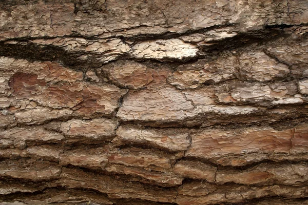 松樹皮表面テクスチャ 3 — ストック写真