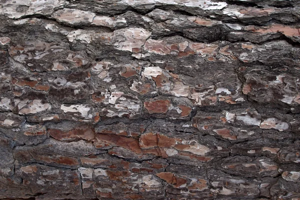 Pine Bark oppervlakken textuur 2 Stockfoto