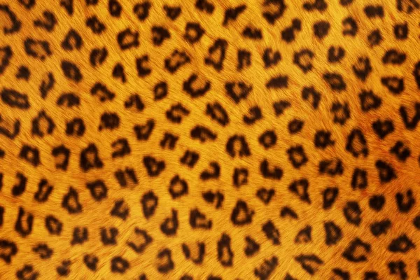 Futra zwierząt tekstury, Leopard — Zdjęcie stockowe
