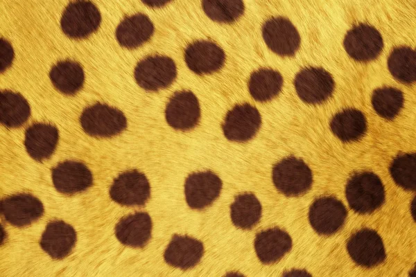 Bont dierlijke texturen, Cheetah — Stockfoto