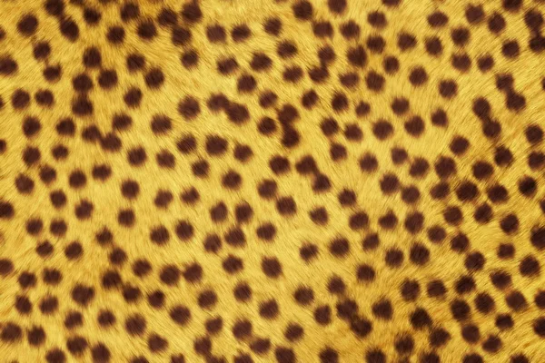 Texturas de animais de pele, Cheetah — Fotografia de Stock