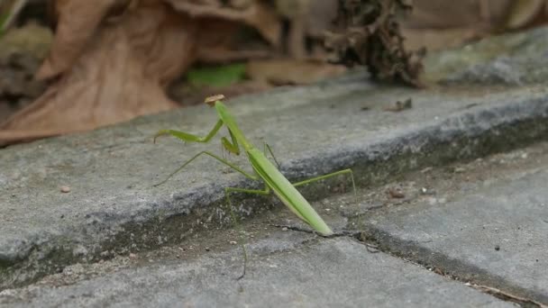 Πράσινο mantis σχετικά με τη φύση, κοντινό πλάνο — Αρχείο Βίντεο
