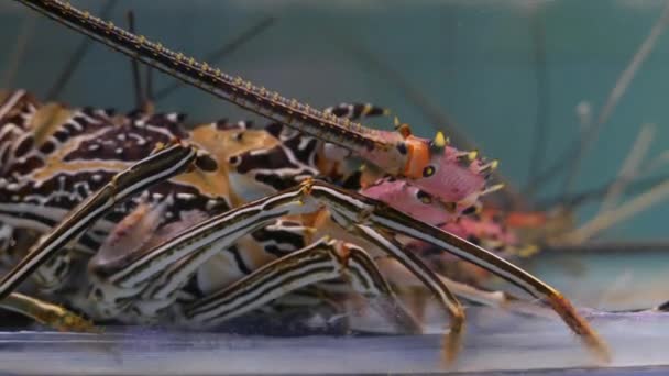 Lobster dalam tangki — Stok Video