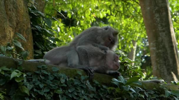 Affen putzen sich gegenseitig — Stockvideo
