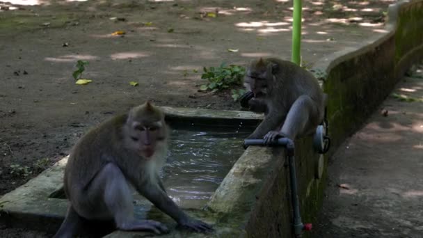 Apen vechten op het water — Stockvideo