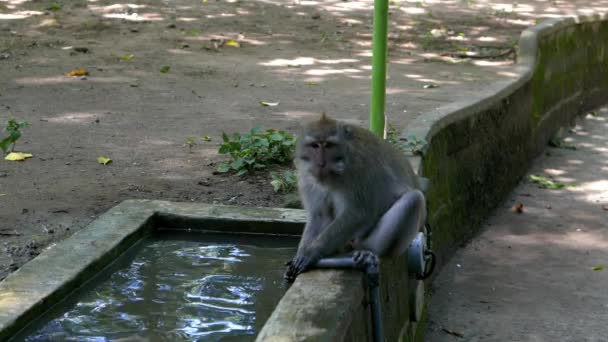 Мавпа п'є воду і миє руки — стокове відео