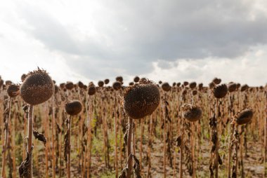 Solana ayçiçeği, kurutulmuş ayçiçeği