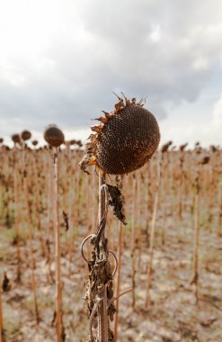 Solana ayçiçeği, kurutulmuş ayçiçeği