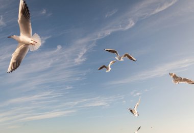 deniz üzerinde uçan martı