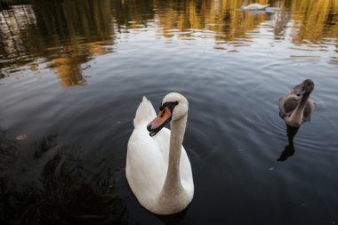 bir göl kenarında güzel kuğu