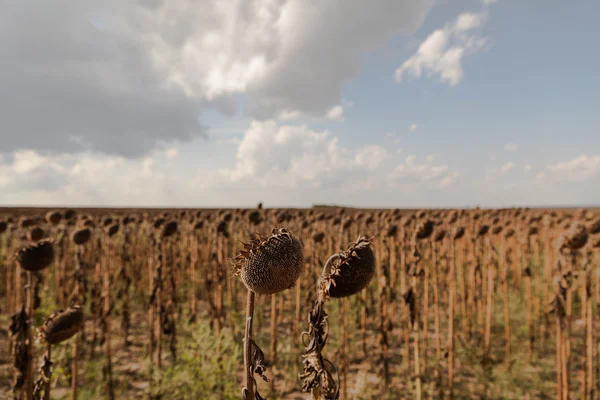 Wilted Sunflower, dried sunflowers Royalty Free Stock Images