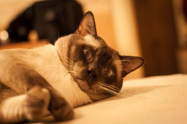 Tay tatlı Siyam kedisi yakın çekim