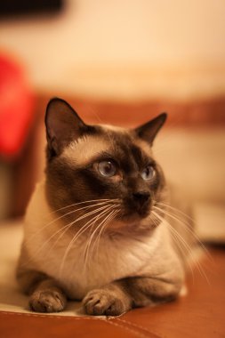 Tay tatlı Siyam kedisi yakın çekim