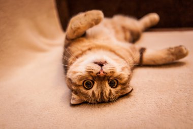Şirin İskoç Fold kedi oynuyor