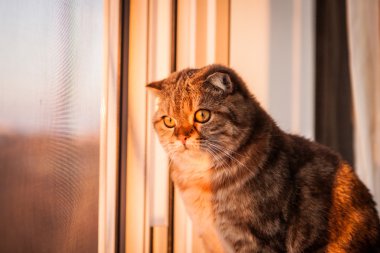 Şirin İskoç Fold kedi oynuyor