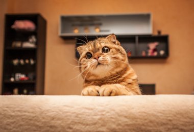 Oynarken çok komik İskoç Fold kedi