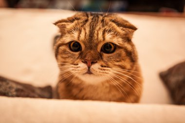 Şirin İskoç Fold kedi oynuyor