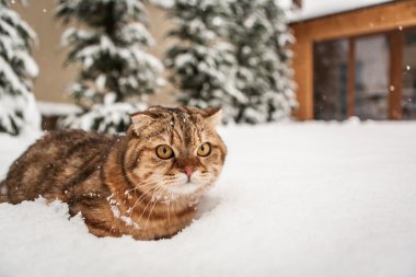 İskoç fold kedi içinde belgili tanımlık kar