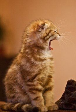 İskoç Fold yavru kedi onun hayattan zevk