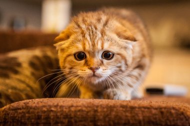 İskoç Fold yavru kedi onun hayattan zevk