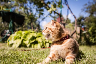 İskoç Fold kedi onun hayattan zevk