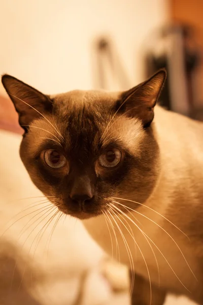 タイのかわいいシャム猫のクローズ アップ — ストック写真