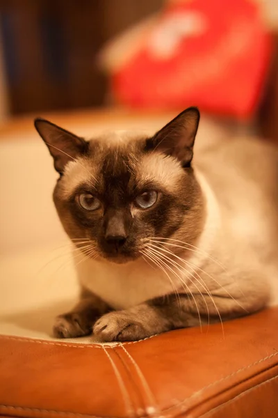 Bonito siamês tailandês gato de perto — Fotografia de Stock