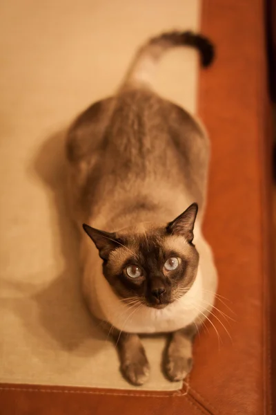 Симпатичная сиамская тайская кошка крупным планом — стоковое фото