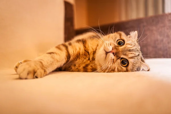 Ładny szkocki Fold kota gry — Zdjęcie stockowe