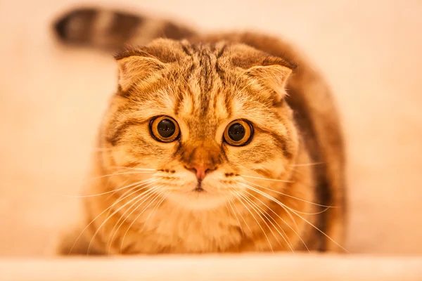 Lindo escocés doblar gato jugando — Foto de Stock