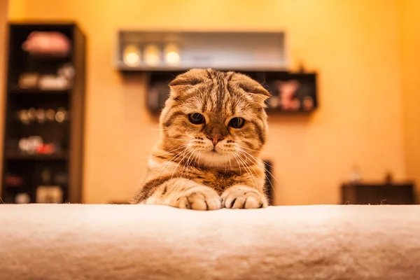 Очень смешно шотландский фолд-кот играет — стоковое фото