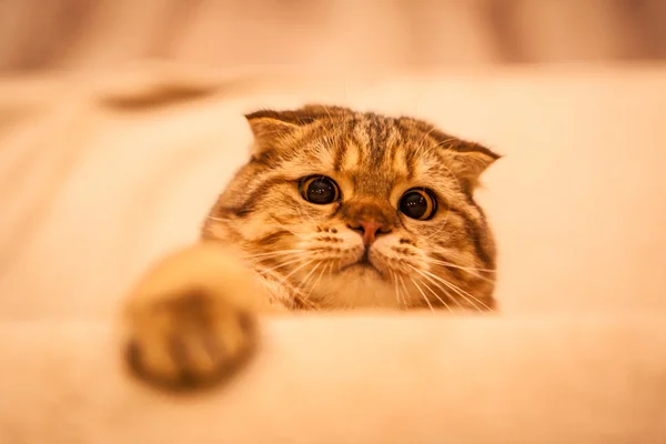 可爱的苏格兰折叠猫玩 — 图库照片