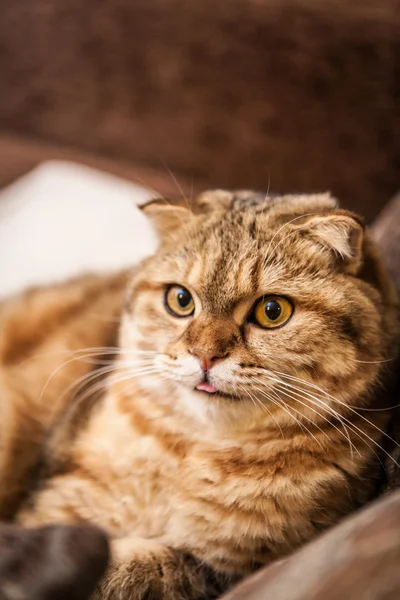 Oynarken çok komik İskoç Fold kedi — Stok fotoğraf