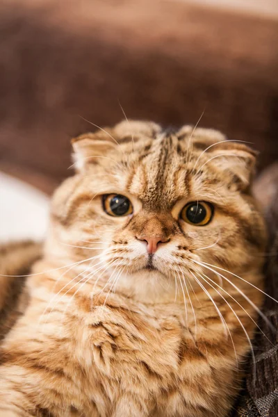 Sehr lustige schottische Faltenkatze beim Spielen — Stockfoto