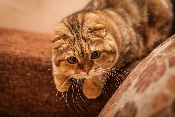 Niedliche schottische Faltkatze beim Spielen — Stockfoto