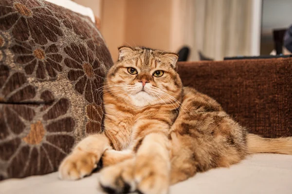 Lindo escocés doblar gato jugando — Foto de Stock