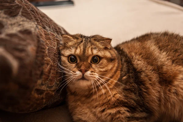 Şirin İskoç Fold kedi oynuyor — Stok fotoğraf