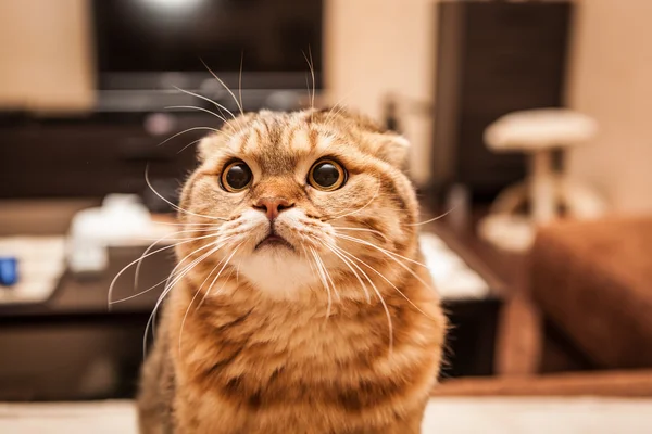 Schattig Scottish Fold kat spelen — Stockfoto