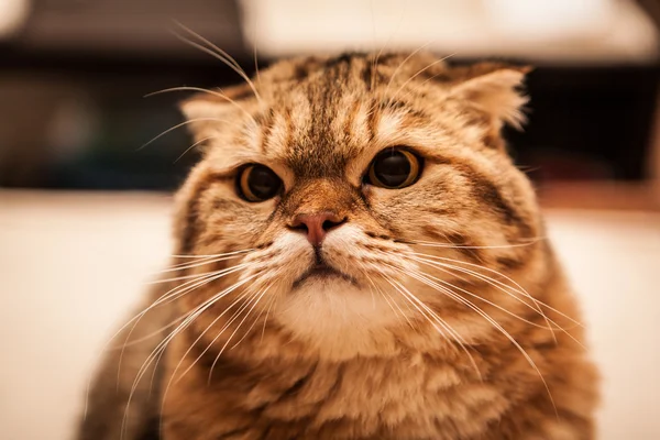 Schattig Scottish Fold kat spelen — Stockfoto