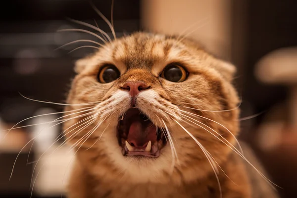 Niedliche schottische Faltkatze beim Spielen — Stockfoto