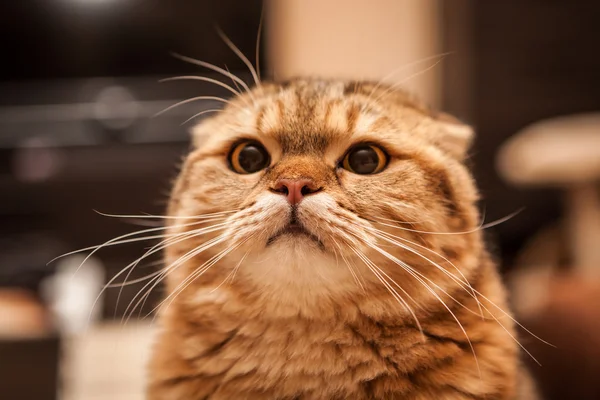 Bonito Scottish Fold Cat jogando — Fotografia de Stock